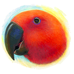Eclectus Parrot Realistic Painting Poster