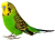 Parakeet-Bird icon
