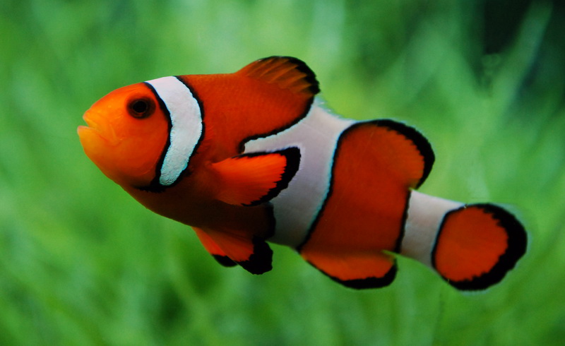 amphiprion_ocellaris_iii_by_pablo1990.jp