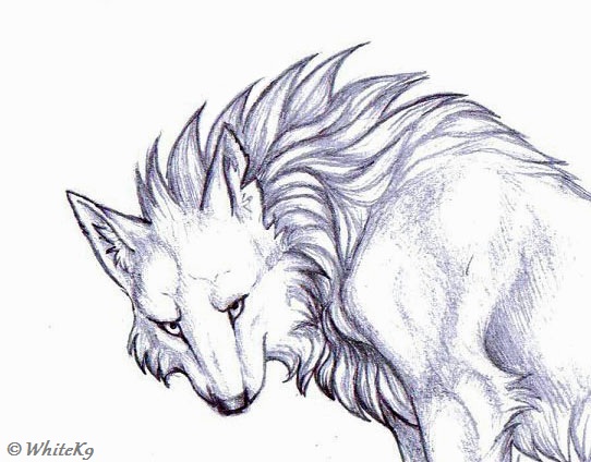 angry wolf sketch by WhiteK9 on DeviantArt