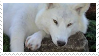 White Wolf Stamp || F2U by poppychu