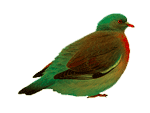 Green pigeon by vafiehya