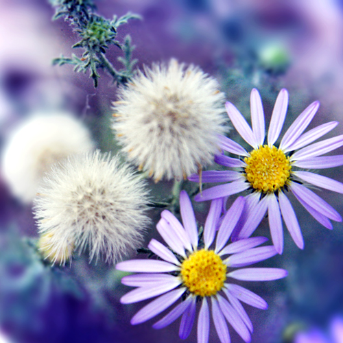 purple_flowers_by_brokenfayth.jpg