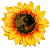 Icon - Sunflower