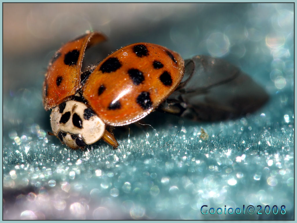 Lady bug by Gooiool on DeviantArt