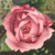Rose Lover Icon