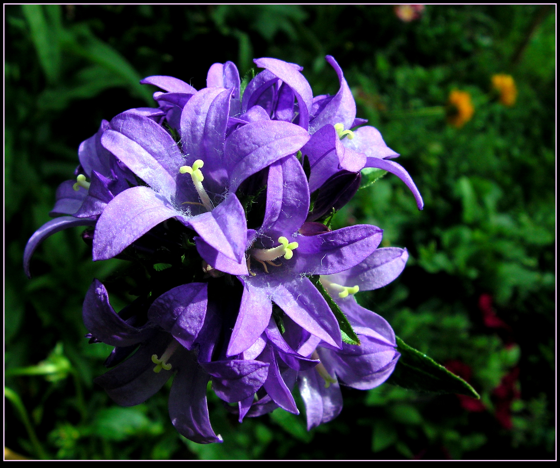 Violet Flowers by JocelyneR on DeviantArt