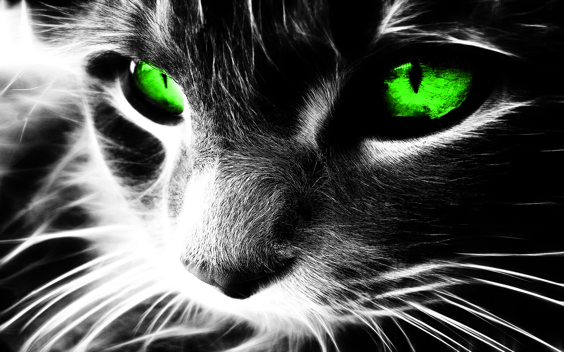 cat neon eyes PS CS5 by waldt on DeviantArt