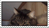 love_cats_by_cathines_stamps.gif