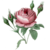 Icon - Pink Rose