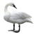 Swan icon.2