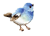 bird-S by vafiehya