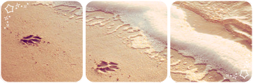 [Image: pawprints_on_the_sand_deco_divider_by_ma...avvcvw.png]