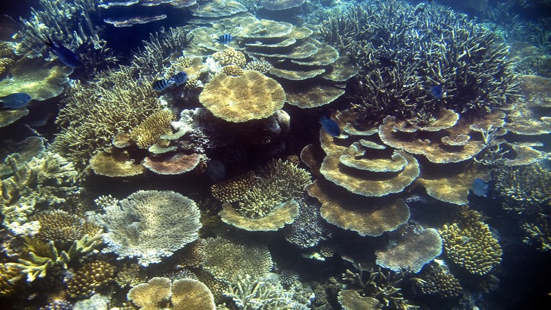 Coral Reef, Australia by laogephoto on DeviantArt