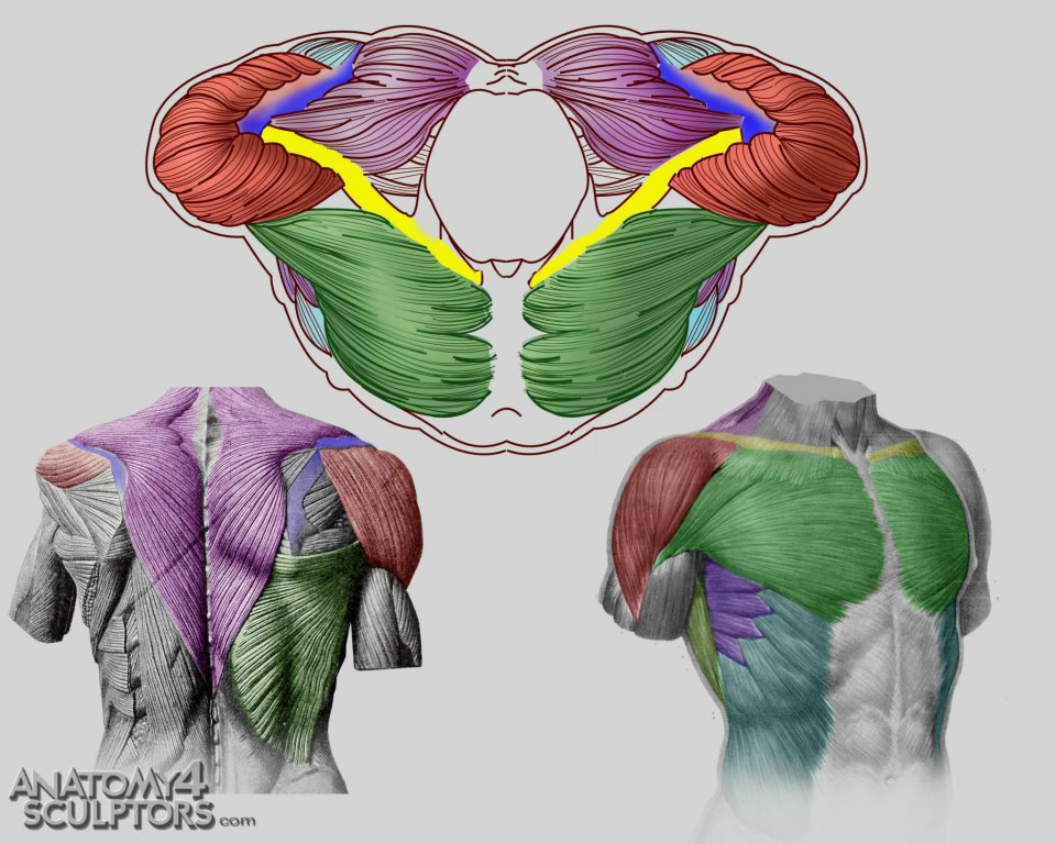Torso front, back and top view by anatomy4sculptors on ...