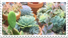 succulent_stamp_by_sugarfawns-db2ajc0.png