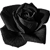 black_rose_by_attention_plz-d5x2jh5.png