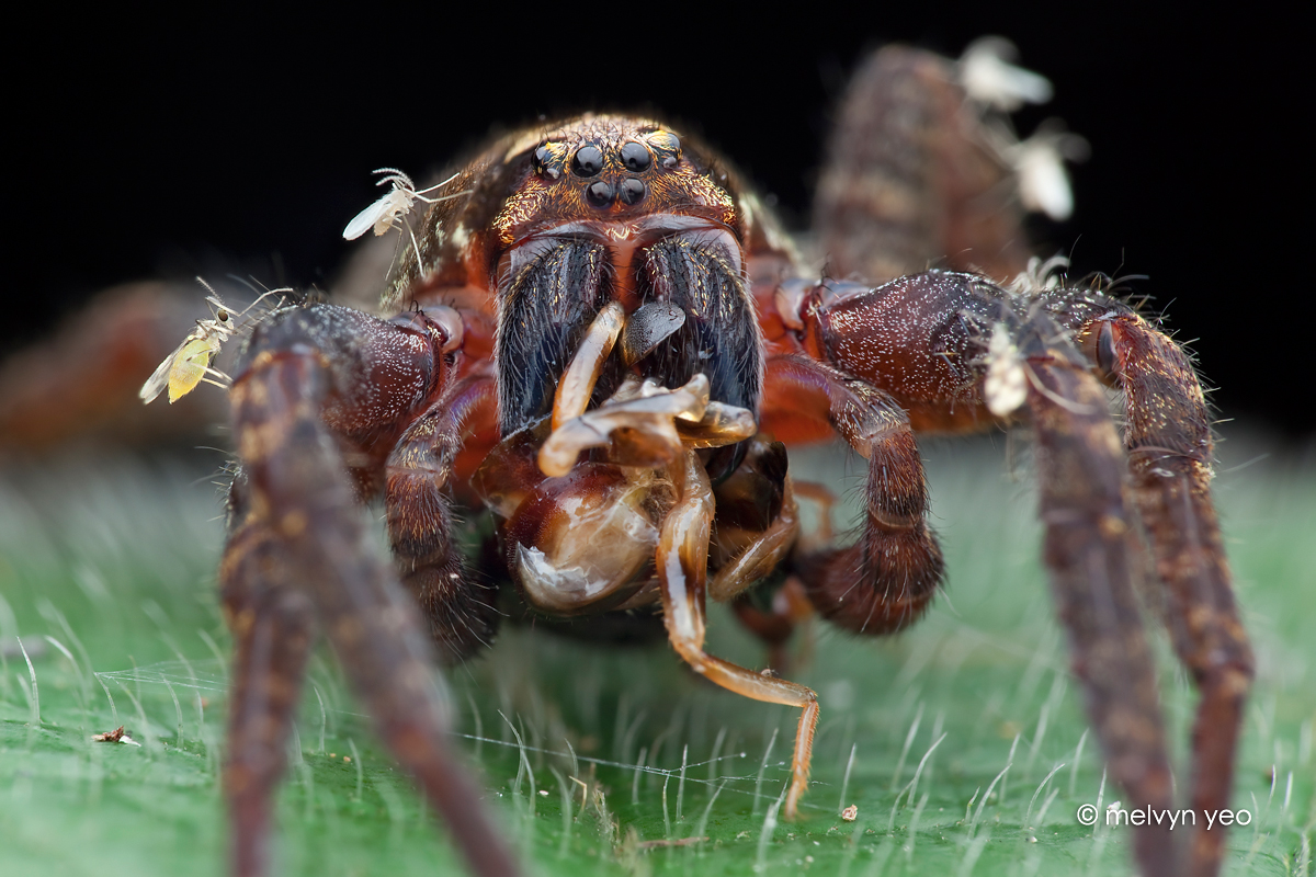 brazilian wandering spider food