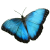 Butterfly icon.7