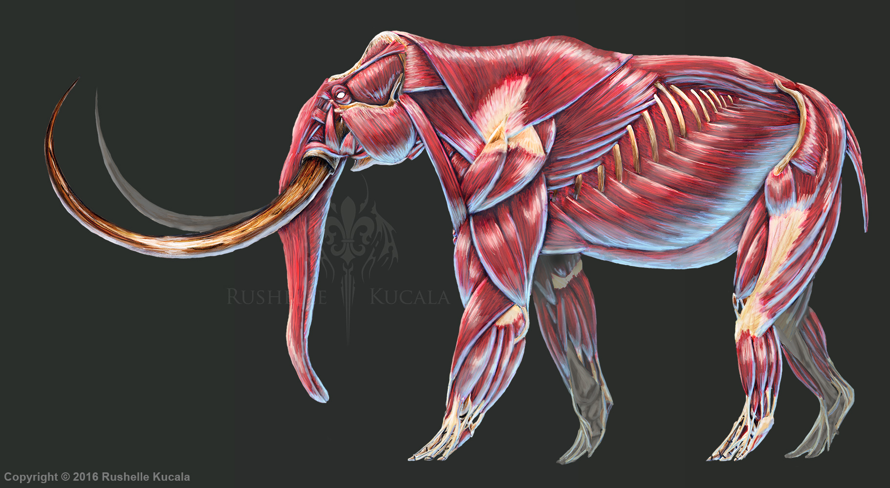 Mammuthus Primigenius Muscle Study (No Labels) by TheDragonofDoom on