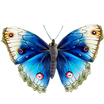 BlueButterfly by KmyGraphic