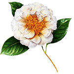 Camellia by KmyGraphic