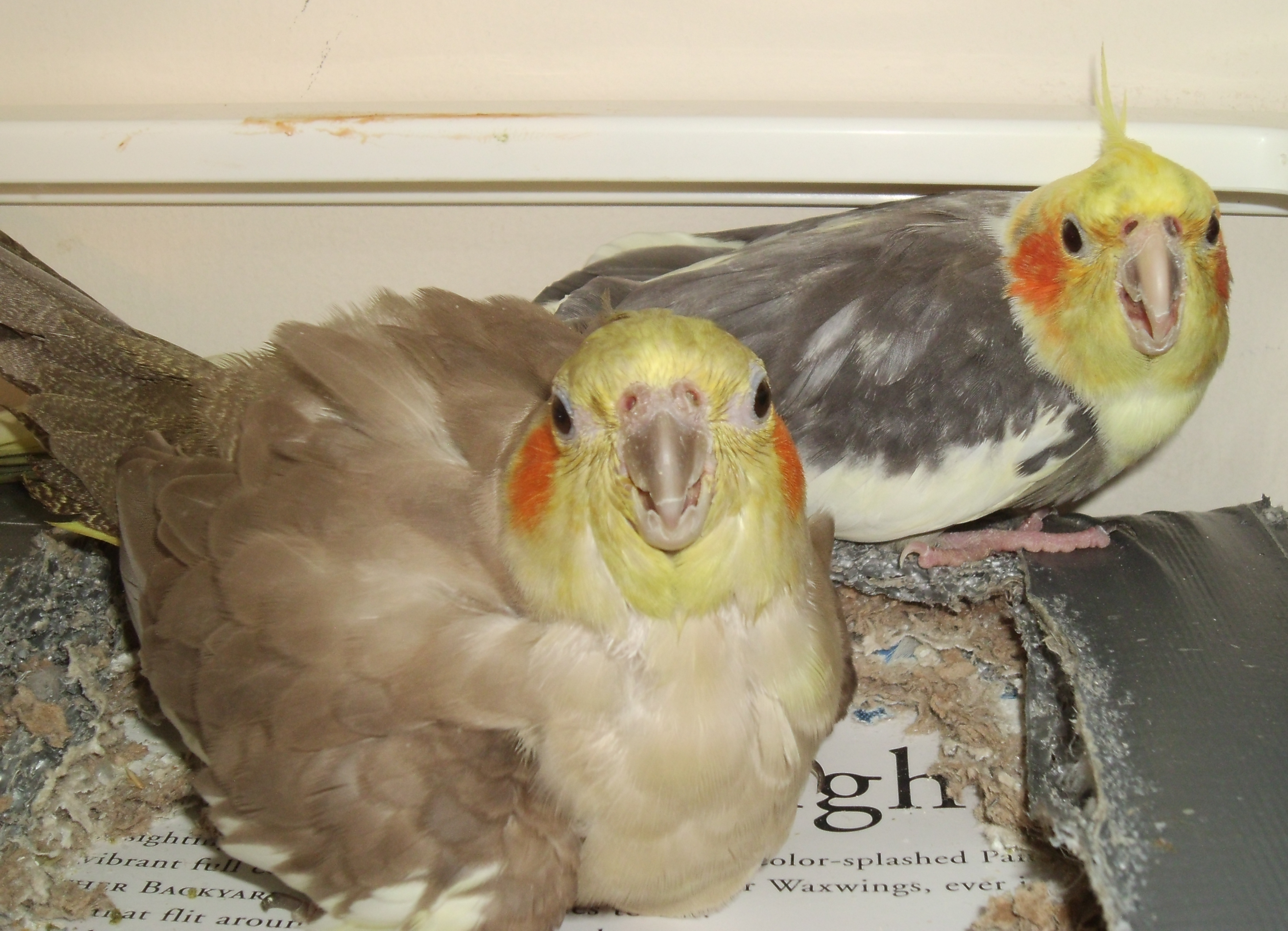 nesting-cockatiels-by-windthin-on-deviantart