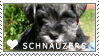 mini_schnauzer_love_stamp_by_cloudrat.gif