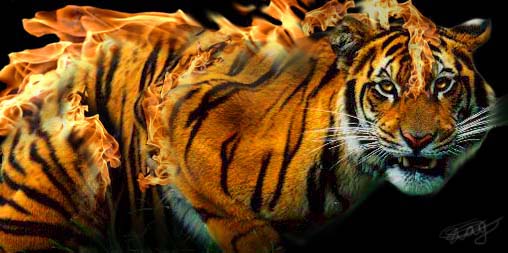 Image result for flaming tiger