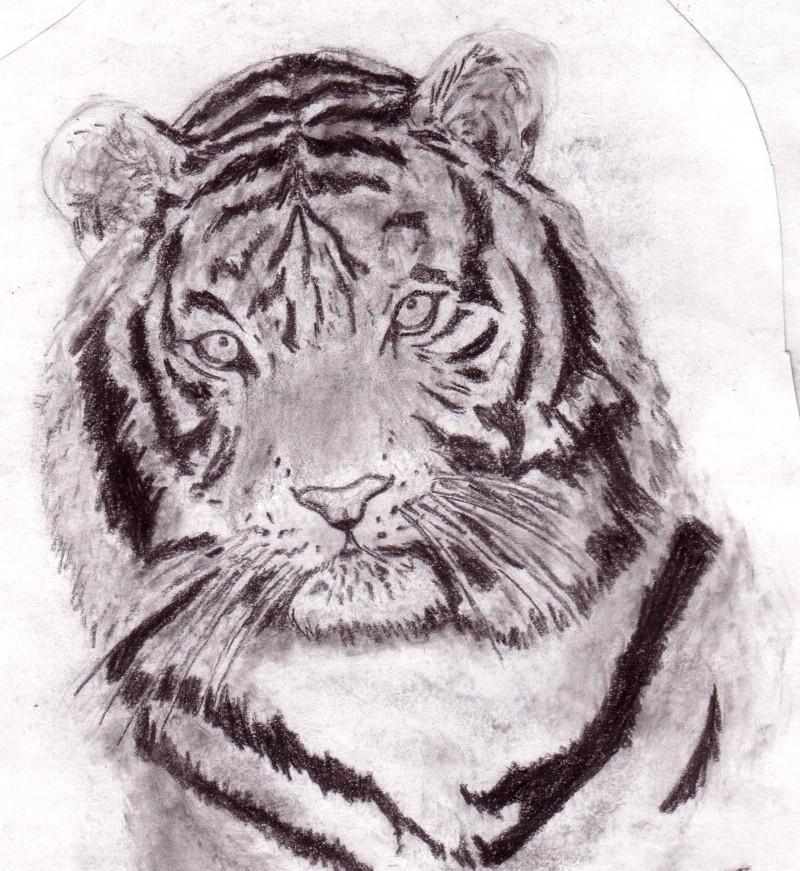 black and white tiger by komickidd on DeviantArt