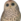 A Wise Old Owl Icon mini