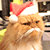 Meow-rry Christmas