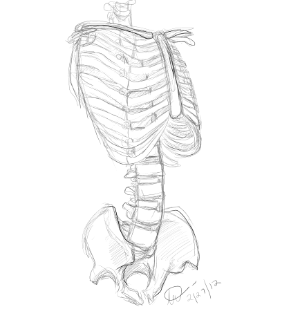 Skeleton Torso by Xeinzeru on DeviantArt
