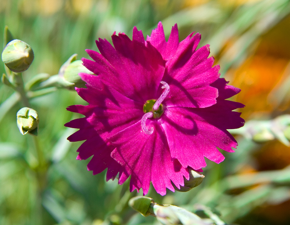 Dianthus Neon Star Hardy Pink No. 1 by slephoto on DeviantArt