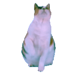 Epic Victory Cat Dance GIF by creationistcatplz