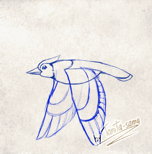 Blue Jay Flying cycle by Tanita-sama