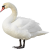 Swan icon.3