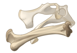 [Image: bones_by_equusballatorsociety-daul3zv.png]