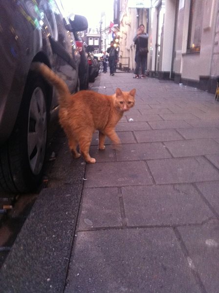 My cat friend in Amsterdam by treborillusion