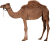 Camel icon.3