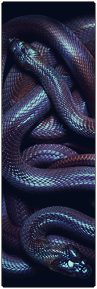snakes_by_aussieroadkill-dcm5t8f.png