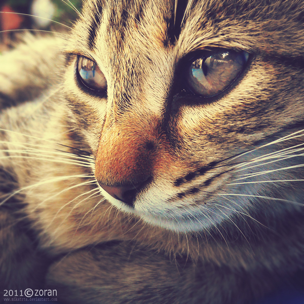 Thoughtful cat by ZoranPhoto on DeviantArt