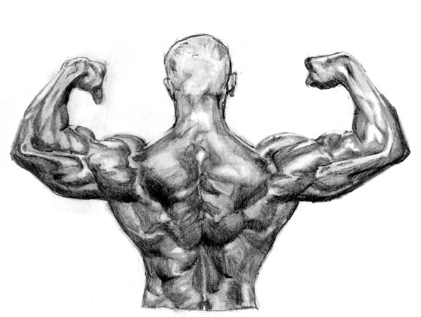 Muscular back by camp6boy on DeviantArt