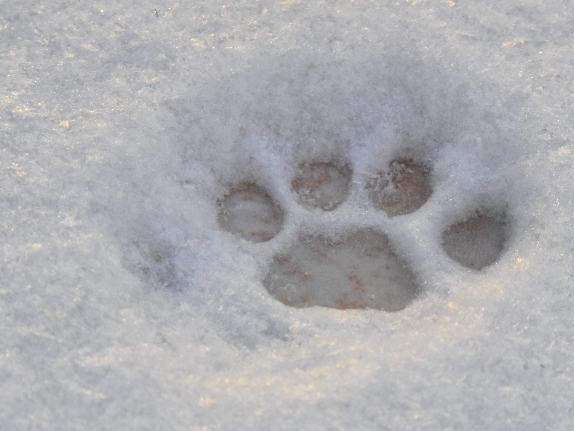 Cat Paws in snow by DracoLunarisIgnitus on DeviantArt