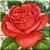 Vintage Red Rose Icon