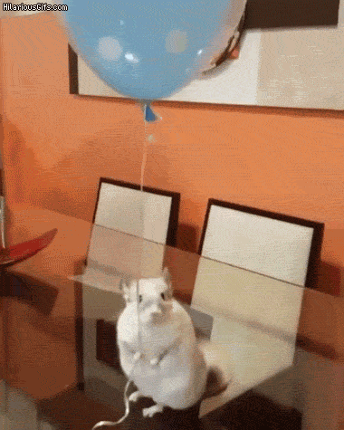never_trust_a_chinchilla_to_hold_a_balloon_by_swamplion123-dcyzfz4.gif