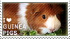 I love Guinea Pigs by WishmasterAlchemist