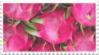 pink_dragonfruit_stamp_by_glaciervapour-dbd533x.png