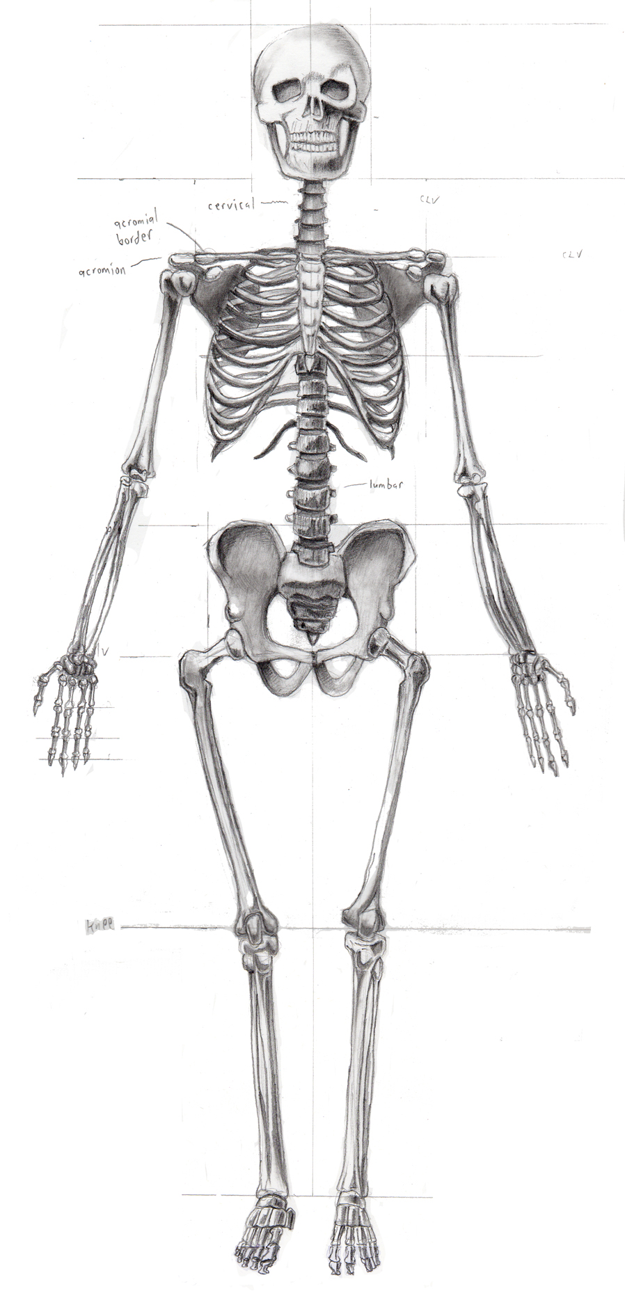 Skeleton front view by CreakyDoor on DeviantArt
