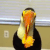 Toucan eating a giant piece